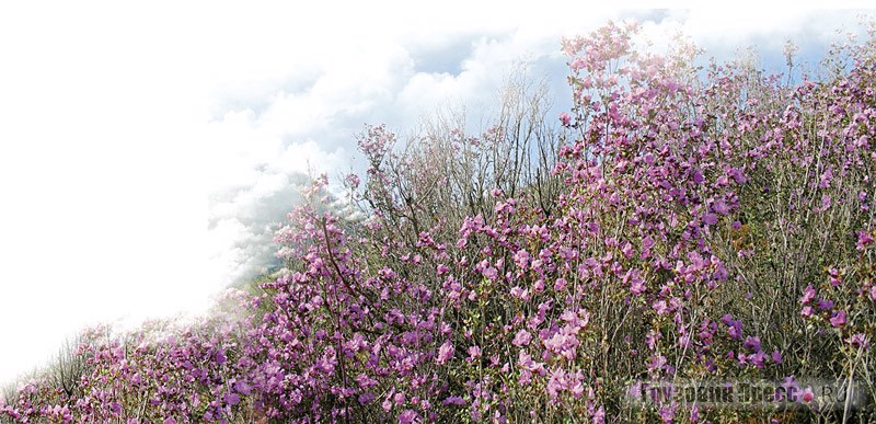 В мае склоны гор покрываются ярким природным ковром: цветет багульник