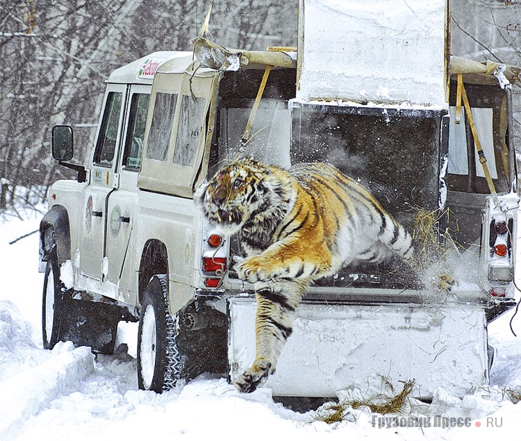 29 февраля 2004 года Wildlife Conservation Society выпустила на волю попавшего в капкан браконьеров тигра Виктора. Автомобиль – Defender 130